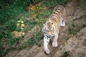 tigre siberiana. elegante gatto grande. predatore in via di estinzione. pelliccia a righe bianche, nere, arancioni foto