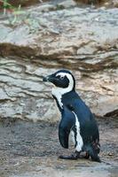 pinguino sulle rocce. piccolo uccello acquatico. piumaggio in bianco e nero di uccelli marini. animale foto