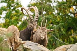 famiglia capricorno sulle rocce in natura. grande corno di mammifero. ungulati che si arrampicano foto