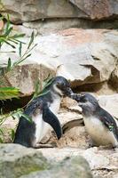 baciare il pinguino. uccelli in bianco e nero come coppia a terra. foto di animali da vicino.