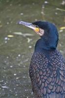 uccello cormorano in vista ravvicinata. piumaggio dettagliato. predatore che mangia pesce. foto