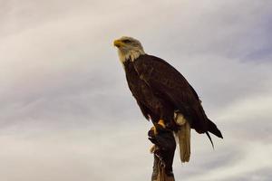 un'aquila calva. scatto dettagliato. grazioso e fiero uccello. foto