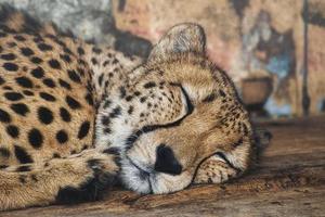 ghepardo che dorme. pelliccia maculata. il grande gatto è un predatore. mammifero a riposo. cacciatore foto