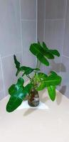 albero verde in vaso di vetro con sfondo grigio o grigio muro di piastrelle o carta da parati. ornamentale, crescita delle piante in acqua. foto