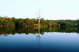 albero solitario nel fiume con la riflessione e la foresta e lo sfondo della giungla. carta da parati naturale e freschezza foto