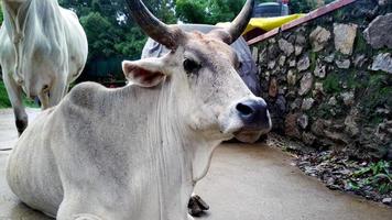 mucca bianca indiana seduta sulla strada alla stazione di collina foto