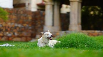 immagine del cane da solo su strada india foto