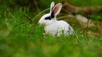 simpatico coniglio nell'erba foto