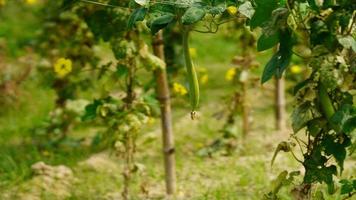 verdura verde in azienda foto