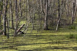 erba che cresce, primo piano foto