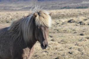 roano cavallo islandese in piedi in un campo foto