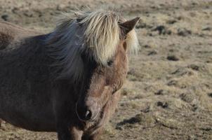splendido cavallo islandese in un campo in islanda foto
