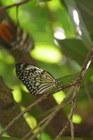 farfalla della ninfa degli alberi che si siede su un ramo di albero foto