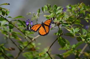 bellissima farfalla viceré arancione pronta a decollare foto