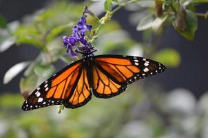 accattivante farfalla viceré arancione su un fiore viola foto