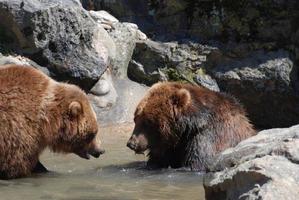 coppia di orsi grizzly che guadano in un fiume poco profondo foto