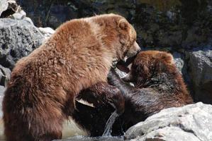 orso bruno che morde un altro orso bruno foto