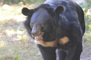 volto di un orso miele nero che cammina lungo foto