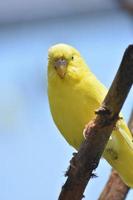 simpatico uccellino giallo pappagallino in natura foto