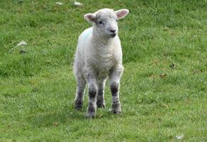 agnello bianco sfocato in piedi in un campo di erba foto