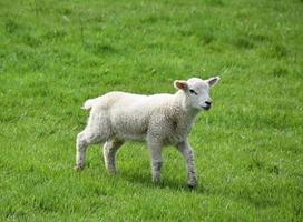 bellissimo agnello bianco in un campo fitto di erba foto