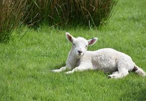 agnello bianco assonnato in un campo di erba in una fattoria foto