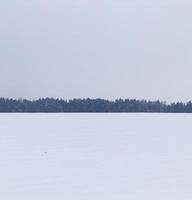 paesaggio invernale, nevicate foto