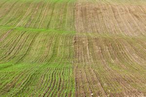 metà del campo foto