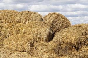 mucchio di paglia foto