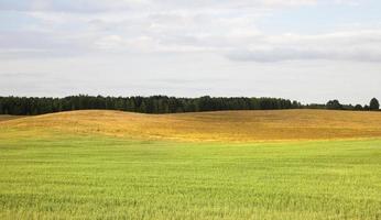 paesaggio estivo, campo foto