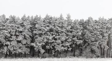 alberi in inverno foto