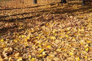 tempo soleggiato nel parco foto