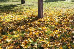 tronco d'albero in autunno foto