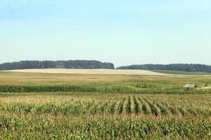 campo di grano, foresta e cielo foto