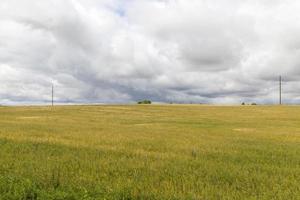 campo di grano e pali foto