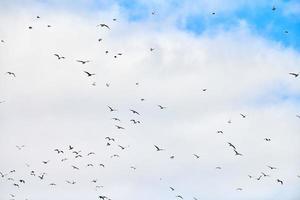 uccelli gabbiani che volano nel cielo blu con soffici nuvole bianche foto