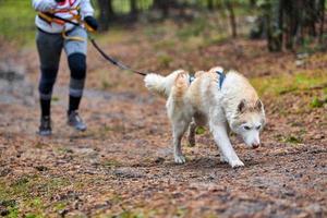 corsa di canicross di cani da pastore foto