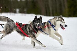 corsa di cani husky su corse di cani da slitta foto