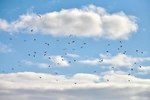 uccelli gabbiani che volano nel cielo blu con soffici nuvole bianche foto