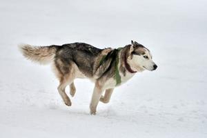 corsa di cani husky su corse di cani da slitta foto