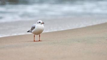 gabbiano dalla testa nera in spiaggia, concetto di solitudine foto