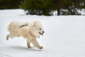 corsa di cane samoiedo su corsa di cani da slitta foto