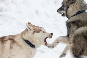 i cani husky abbaiano, mordono e giocano nella neve. divertente gioco invernale di cani da slitta. sorriso aggressivo da husky siberiano. foto