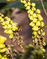 ape sul fiore della pianta di mahonia foto