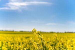 bellissimi campi di colza gialli nel sole primaverile foto