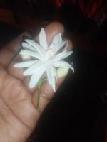 gelsomino arabo, fiore bianco, carta da parati, bel fiore, bellezza della natura foto