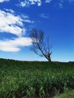 un segno davanti a un albero foto