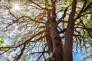 speciale albero a tre steli - punto di riferimento turistico nella campagna lituana. parco regionale del Kurtuvenai foto