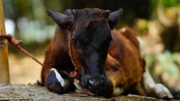 primo piano di mucca marrone foto