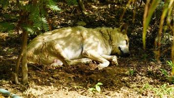 immagine del cane da solo su strada india foto